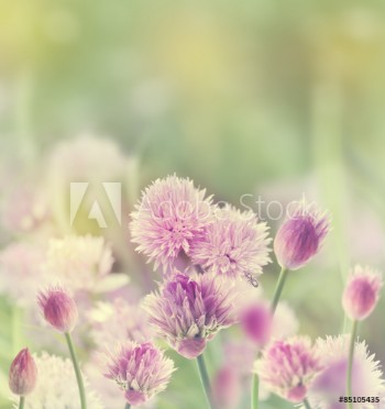 Picture of Chives Blossom